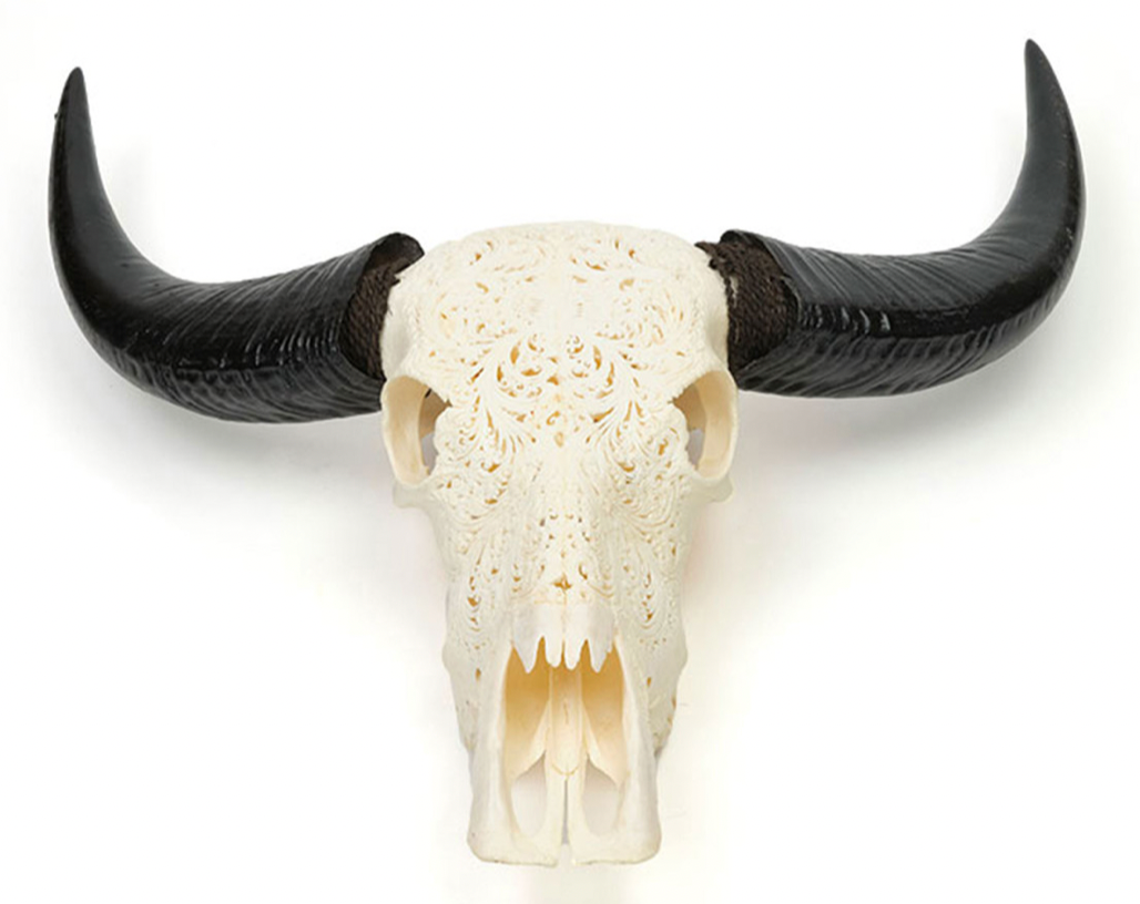 High Genuine Bull Skull with Carving