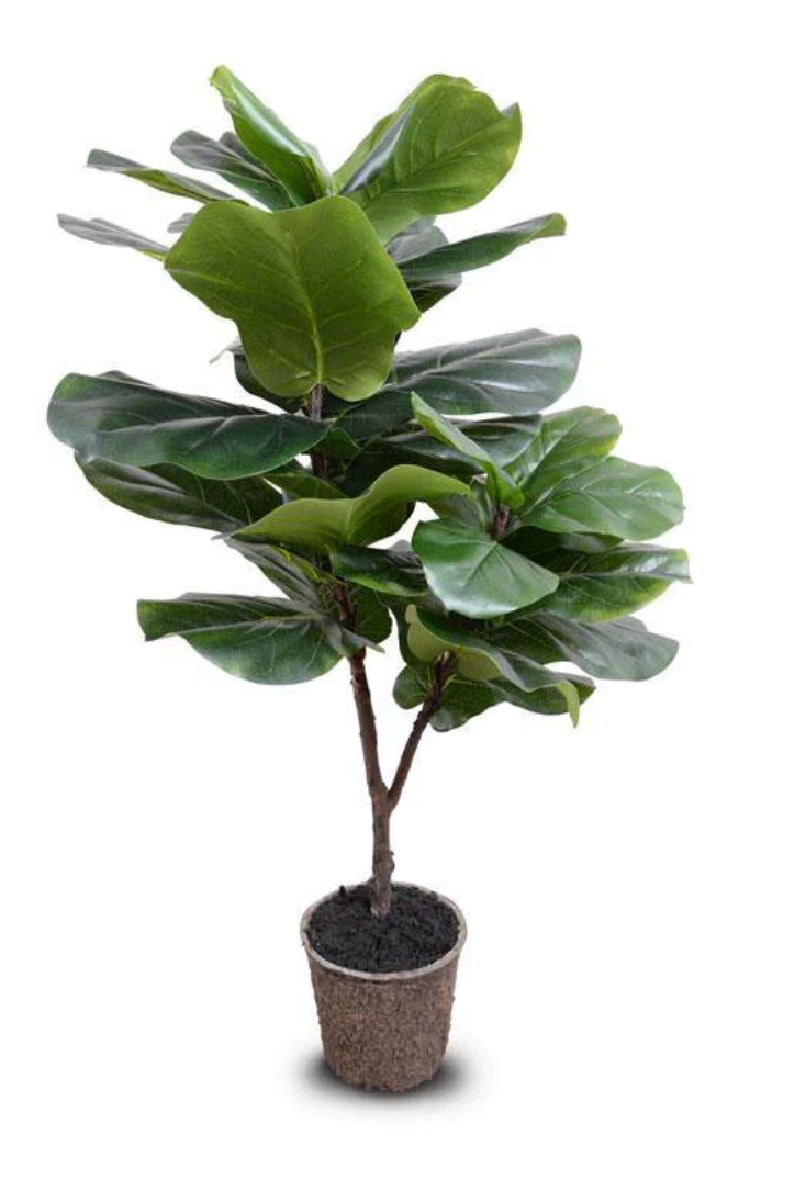 Fiddle Leaf Fig Tree, 50