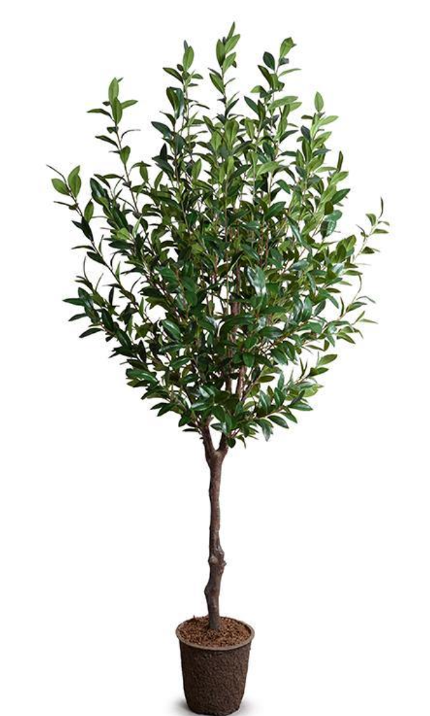 Camellia tree, 8'