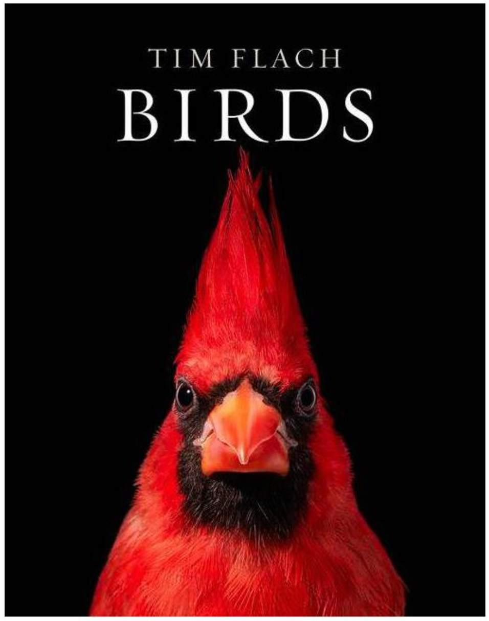 Birds by Flach