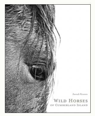 Wild Horses of Cumberland Island