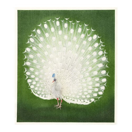 Grand Archives, White Peacock